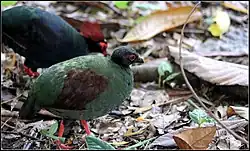 Crested wood partridge (Rollulus rouloul)