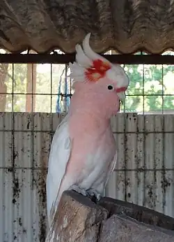 Major Mitchell's cockatoo (Cacatua leadbeateri)