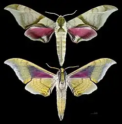 Callambulyx poecilus