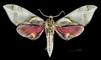 Male C. t. formosana