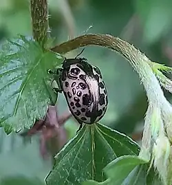 Calligrapha multipustulata, México