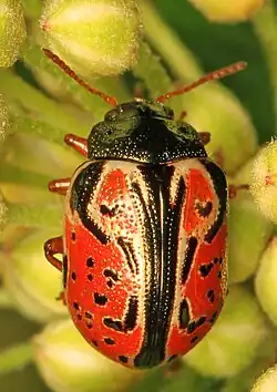 Calligrapha spiraeae, West Virginia