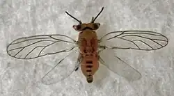 Calophya schini, adult male