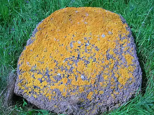 rounded greyish rock covered in bumpy orange splotches sitting on green grass