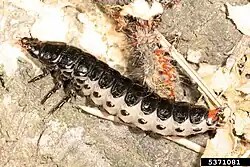 Calosoma sycophanta, larva