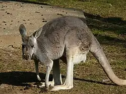 Red kangaroo