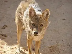 A golden jackal