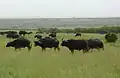 African buffalo herd