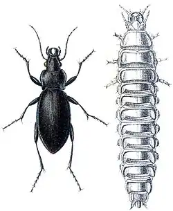 Carabus violaceus adult and larva.