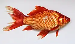 Most fish, like this large goldfish, have one dorsal fin.