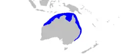 Australian blacktip shark geographic range