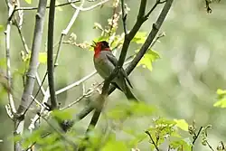Singing adult