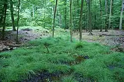 In its typical habitat