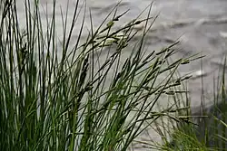 At Hamilton Lake edge, Sierra Nevada