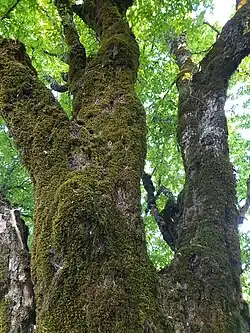 Trunk (with moss)