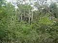 Ruins, overgrown, unrestored area