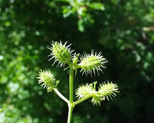 Fruit close-up