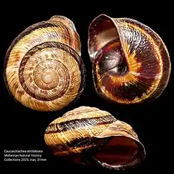 Caucasotachea atrolabiata (Heterobranchia)