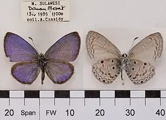 Celastrina lavendularis lyce