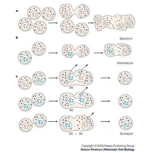 A diagram of cell fusion of various kinds