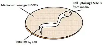 The pathway of the cells movement can be seen by the absence of CSSNCs