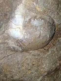 Invertebrate marine fossil in Cement City Limestone, Dewey Formation, Upper Linn Subgroup, Kansas City Group. Raytown, Missouri.