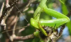 Ceratopogonid feeds on a mantis (The midge is on the front right femorotibial joint of the mantis, which itself is eating a bee)