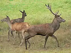 Red deer