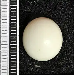 Egg, collection Museum Wiesbaden