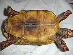 Plastron view of an adult male red-footed tortoise showing pale coloration and central darker markings, male tail and anal scutes, and plastron indentation