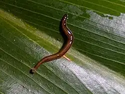 A shiny dark brown flatworm crawling on a large green leaf from above