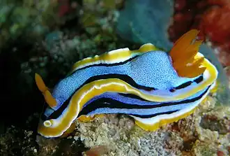 Chromodoris annae in Bunaken, Sulawesi