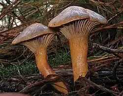 Chroogomphus rutilus