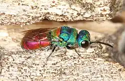Chrysis scutellaris