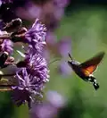 Hummingbird Hawk-moth feeds on an Alpine Blue-sow-thistle