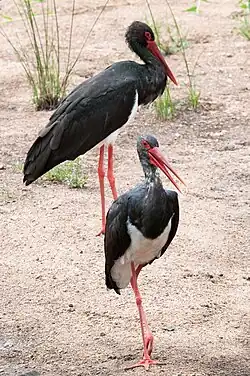 Two black storks with red beaks and legs walking on the ground File:Black Woodpecker.JPG
