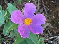 Cistus albidus in Setúbal, Portugal