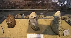 Mammoth and Mastodon teeth