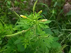 Flower buds and Fruits of Cleome viscosa