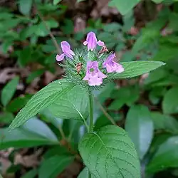 Plant stem with prominent veined pointed leaves and small pink flowers at the top