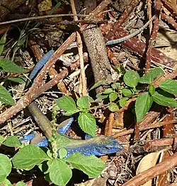 Blue specimen in Providencia Island, Colombia