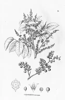 Illustration of Cnestidium lasiocarpum