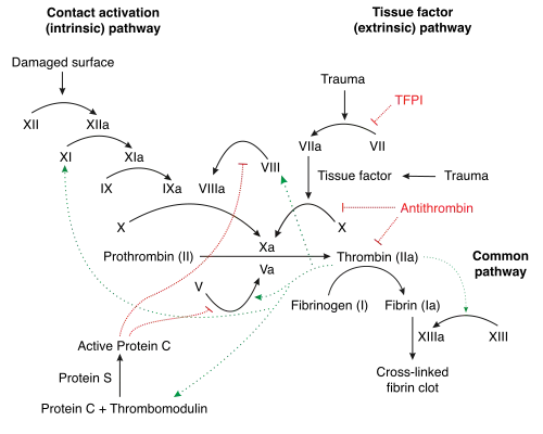 Schematic diagram of the blood coagulation (thrombin; left) and protein C (right) pathways. In the blood coagulation pathway, thrombin acts to convert factor Xi to XIa, VIII to VIIIa, V to Va, fibrinogen to fibrin. In addition, thrombin promotes platelet activation and aggregation via activation of protease-activated receptors on the cell membrane of the platelet. Thrombin also cross over into the protein C pathway by converting protein C into APC. APC in turn converts factor V into Vi, and VIIIa into VIIIi. Finally APC activates PAR-1 and EPCR.