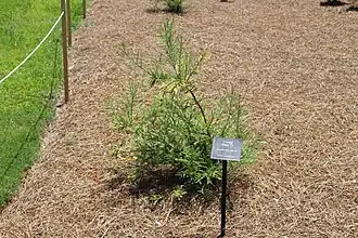 Seedling in the Coastal Georgia Botanical Gardens, US