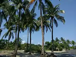 Coconut garden Saint Martins Island