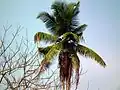 A coconut tree in Kerala