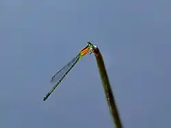 Dorsal view of female