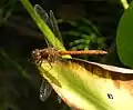 Male common darter, Sympetrum striolatum