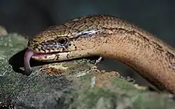 A slow worm