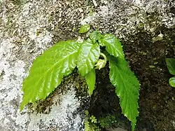 Basal leaves and young flower bud